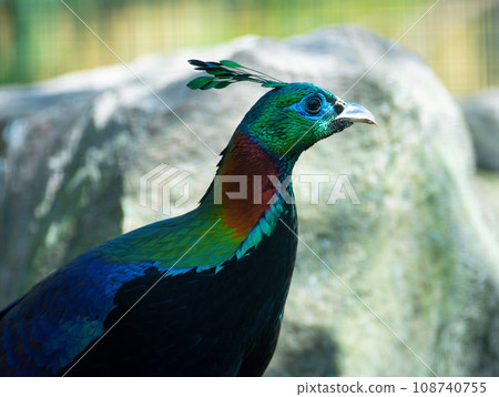 Portrait of Himalayan or Impeyan monal (Lophophorus impejanus) Portrait of Himalayan or Impeyan monal (Lophophorus impejanus) 108740755