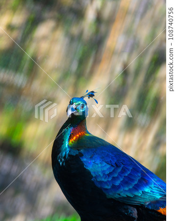 Portrait of Himalayan or Impeyan monal (Lophophorus impejanus) 108740756