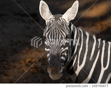 portrait of a zebra in natural conditions 108740877