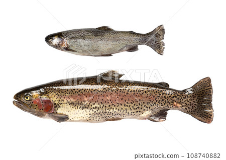 Freshwater fish. rainbow trout (Oncorhynchus mykiss). Freshwater fish. rainbow trout (Oncorhynchus mykiss). 108740882