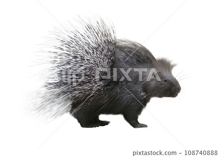 porcupine isolated on white background 108740888