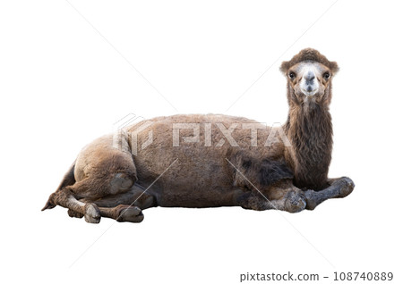 lying camel isolated on white background 108740889