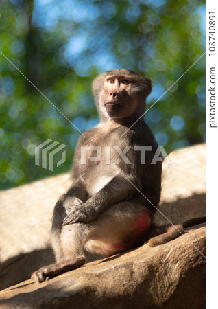female baboon sitting on a stone 108740891