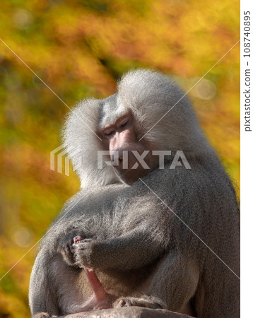 Hamadryas Baboon (Papio hamadryas) with erect penis Hamadryas Baboon (Papio hamadryas) with erect penis 108740895