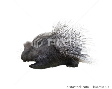 porcupine isolated on white background porcupine isolated on white background 108740904