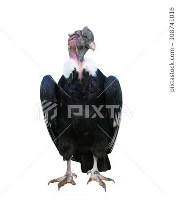andelan condor isolated on white background 108741016