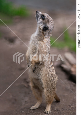 meerkat stands on its hind legs and looks to the side 108741027