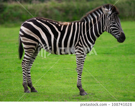zebra standing on a green background 108741028