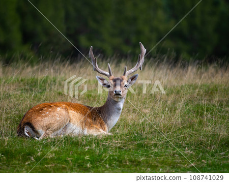 spotted deer(dama dama) lies on the edge of the forest 108741029