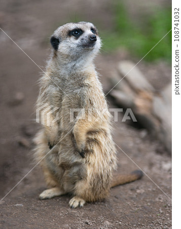 meerkat stands on its hind legs and looks to the side 108741032
