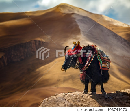 Tibetan Yak - Tibet - China Tibetan Yak - Tibet - China 108741070