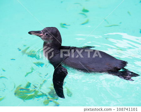 penguin swims in the water 108741101