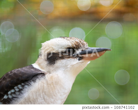laughing kookaburra in natural habitat 108741102