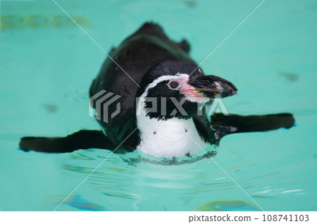 penguin swims in the water 108741103