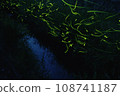 Dancing Genji fireflies 108741187
