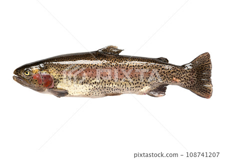 Freshwater fish. rainbow trout (Oncorhynchus mykiss). 108741207