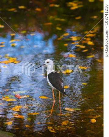 Avocet variegated - Recurvirostra avoset standing Avocet variegated - Recurvirostra avoset standing 108741216