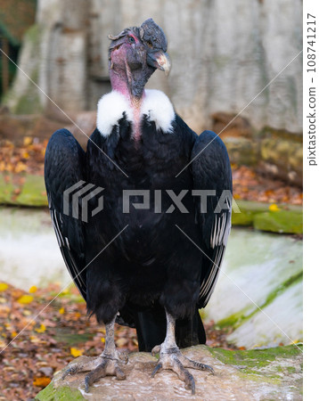 beautiful andelan condor in the wild 108741217