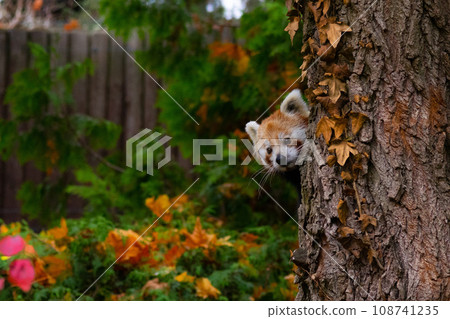 Red panda peeking out from behind a tree trunk 108741235