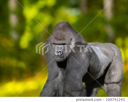 portrait western lowland gorilla sitting on the green grass 108741241