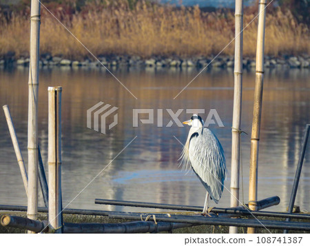 A heron standing by the lake A heron standing by the lake 108741387