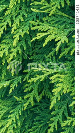 Western thuja green twig. Marsh cedar plant texture background. Thuja occidentalis. 108741481
