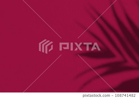 Shadow leaf dypsis on Viva Magenta color wall. Viva Magenta color of the year 2023. Monochrome background. 108741482