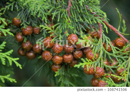 Cypress fruit landscape Cypress fruit landscape 108741506