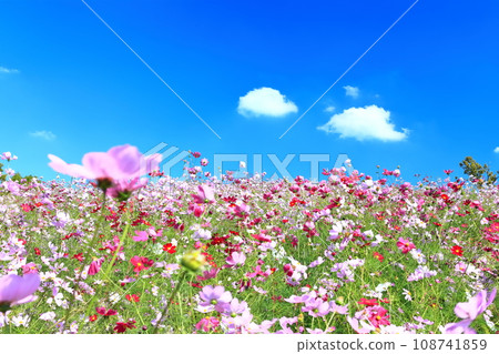 [Kagawa Prefecture] Autumn National Sanuki Mannou Park (Cosmos) 108741859