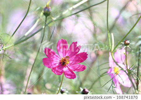 [香川縣]秋季國立贊岐曼努公園（波斯菊和蜜蜂） 108741870
