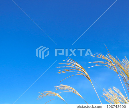 秋天的景象-藍天和蒲葦在風中搖曳的風景 108742600