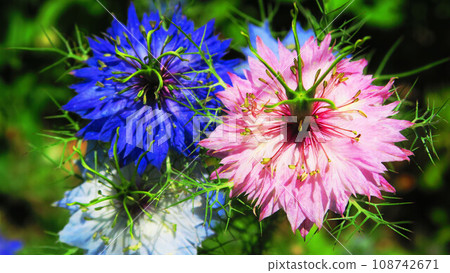 Landscape with nigella flowers Landscape with nigella flowers 108742671