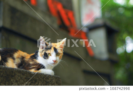 住在京都伏見稻荷大社的一隻冷眼印花貓 住在京都伏見稻荷大社的一隻冷眼印花貓 108742998