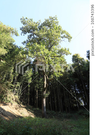 Japan's largest paulownia tree on Mt. Chongdai 108743396