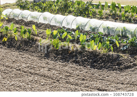 Home garden, harvested taro, field for growing crops, mini vinyl house, self-sufficient lifestyle, image material 108743728