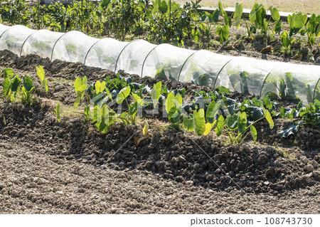 Home garden, harvested taro, field for growing crops, mini vinyl house, self-sufficient lifestyle, image material 108743730