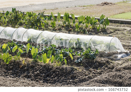 Home garden, harvested taro, field for growing crops, mini vinyl house, self-sufficient lifestyle, image material 108743732