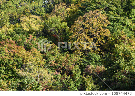 Autumn leaves of Okurayama 108744473