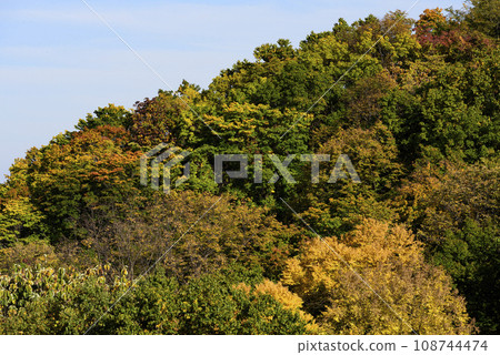 Autumn leaves of Okurayama Autumn leaves of Okurayama 108744474