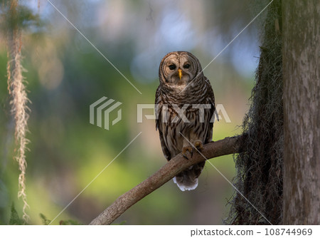 A Barred Owl in Southern Florida A Barred Owl in Southern Florida 108744969