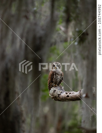 A Barred Owl in Southern Florida A Barred Owl in Southern Florida 108744992