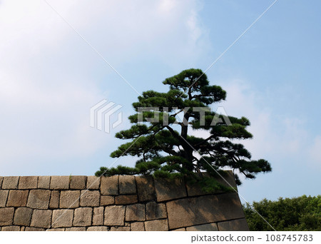 Stone Fortress Wall With Japan Pine Tree On The Top  108745783