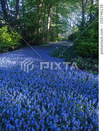 庫肯霍夫穆斯卡里 庫肯霍夫穆斯卡里 108746236