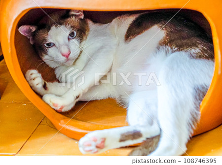 Close up of playful beautiful brown and white cat with stunning blue eyes in pottery 108746395