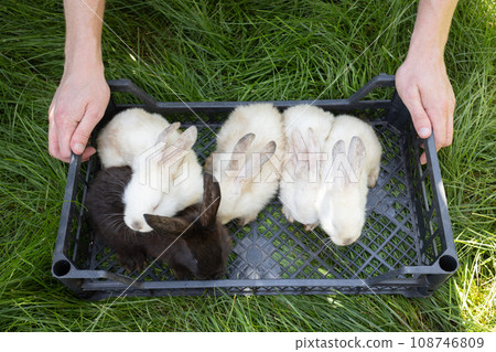 Rabbits in the basket on the green grass. 108746809