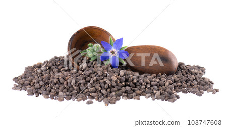 Borage seeds with flowers in wooden spoon, isolated on a white background. Borago officinalis seeds and flowers. 108747608
