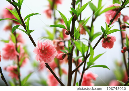 綻放的杏花 108748010