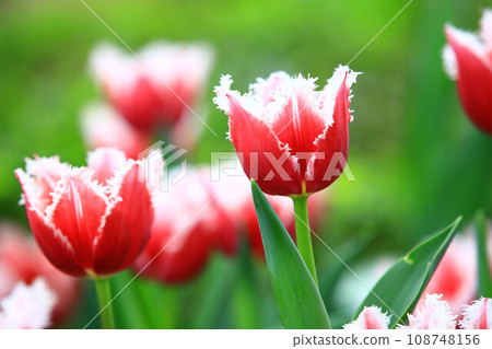 Beautiful tulips (Western lotus, dry lotus, grass musk, tulip, purple incense) Beautiful tulips (Western lotus, dry lotus, grass musk, tulip, purple incense) 108748156