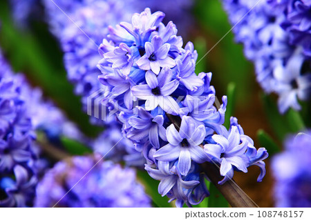 Open wind flowers (five-colored daffodils, Western daffodils, Tokimashino brocade, blue bells, kaizen flowers, night koran) Open wind flowers (five-colored daffodils, Western daffodils, Tokimashino brocade, blue bells, kaizen flowers, night koran) 108748157