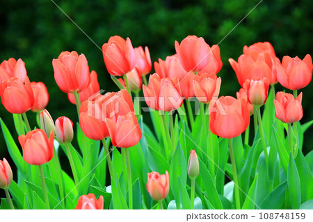 Beautiful tulips (Western lotus, dry lotus, grass musk, tulip, purple incense) 108748159